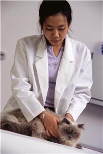 More women are studying the veterinary profession