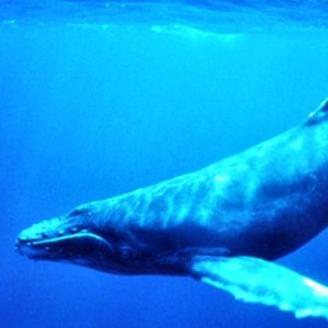 Some professionals think that whales may have higher IQs than humans.