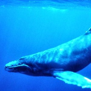 Some professionals think that whales may have higher IQs than humans.